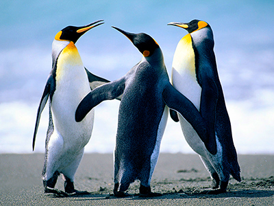 Penguins_small.png